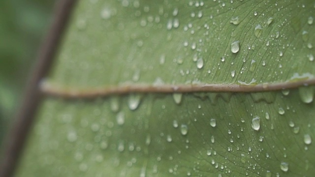 水滴在绿叶上。视频素材