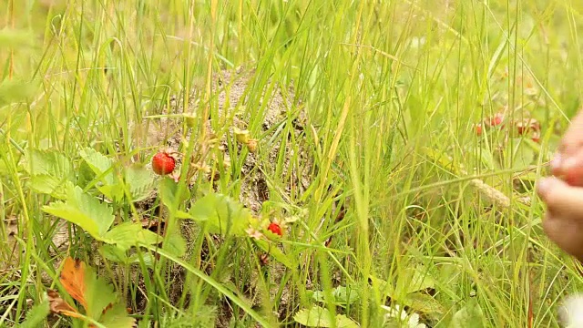 孩子们在森林里采摘野草莓视频下载
