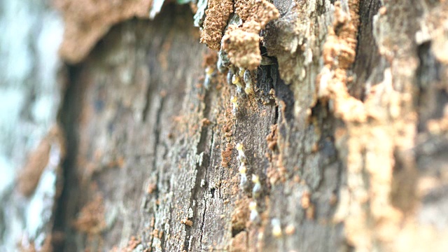 白蚁在木树上爬行视频素材