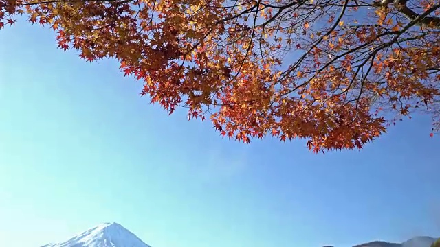 电影倾斜:富士山在koyo秋天在山梨河口湖视频素材