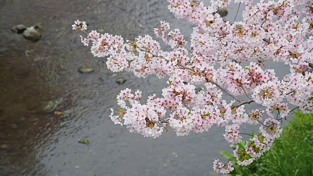 日本东京立川公园美丽的樱花视频素材