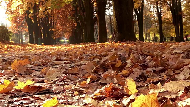 滑动视频:在秋天的公园里，一个女人跑向相机视频下载