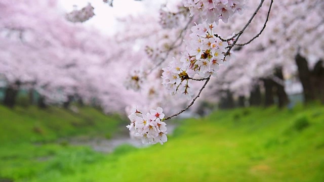 日本东京立川公园美丽的樱花视频素材