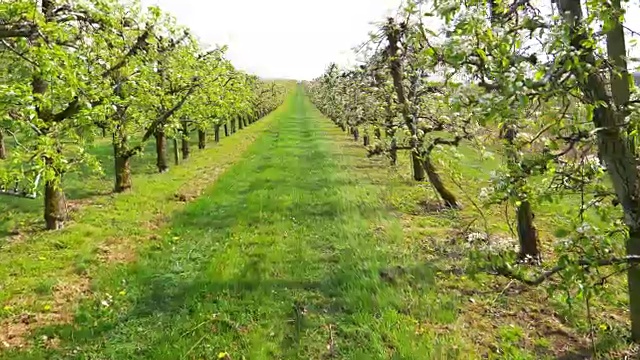 开花的苹果树视频下载