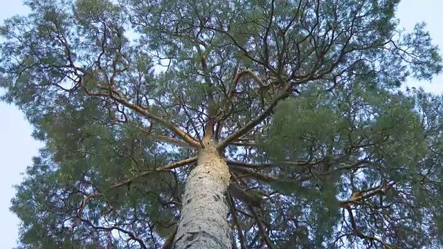 高大的松树在森林里，映衬着蓝天，增加了视频下载