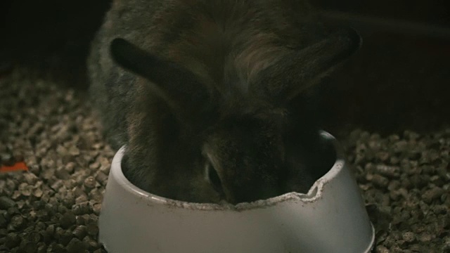 兔子。兔子吃的食物视频素材
