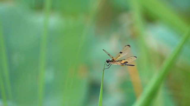 慢镜头美丽的蜻蜓在早晨的草地上飞行视频素材