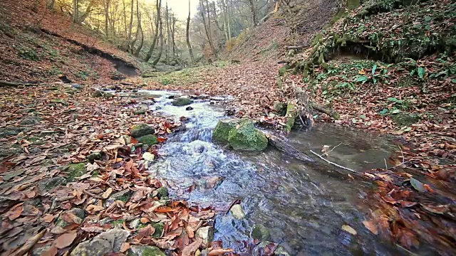格鲁吉亚阿布哈兹里察湖附近高加索山脉森林中的河流视频下载