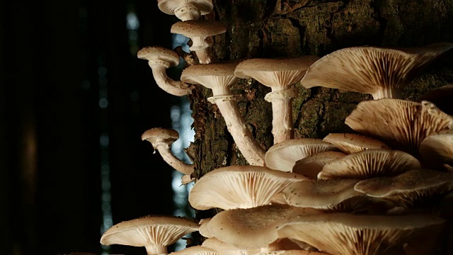 多莉:森林里的蘑菇视频素材
