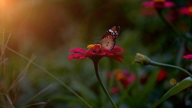 慢镜头，美丽的蝴蝶在花上飞舞视频下载