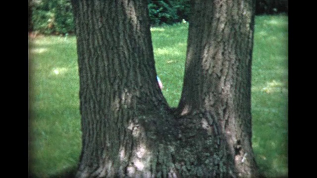 1957年一名两岁男孩向树后张望视频素材