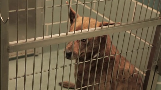 收容所里的可怜的笼子里的狗视频素材