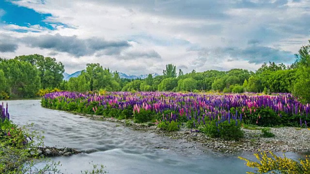 时光流逝-美丽的羽扇豆花生长在河6D视频素材