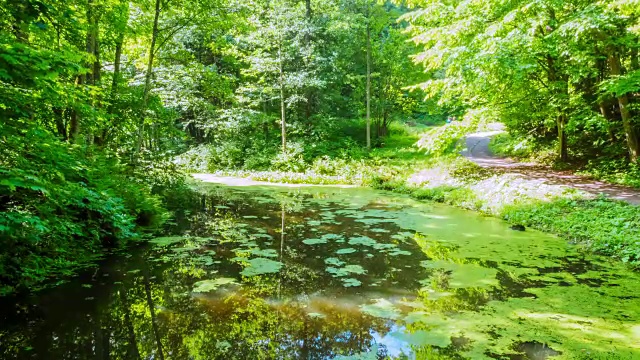 森林里美丽的湖泊。间隔拍摄视频下载