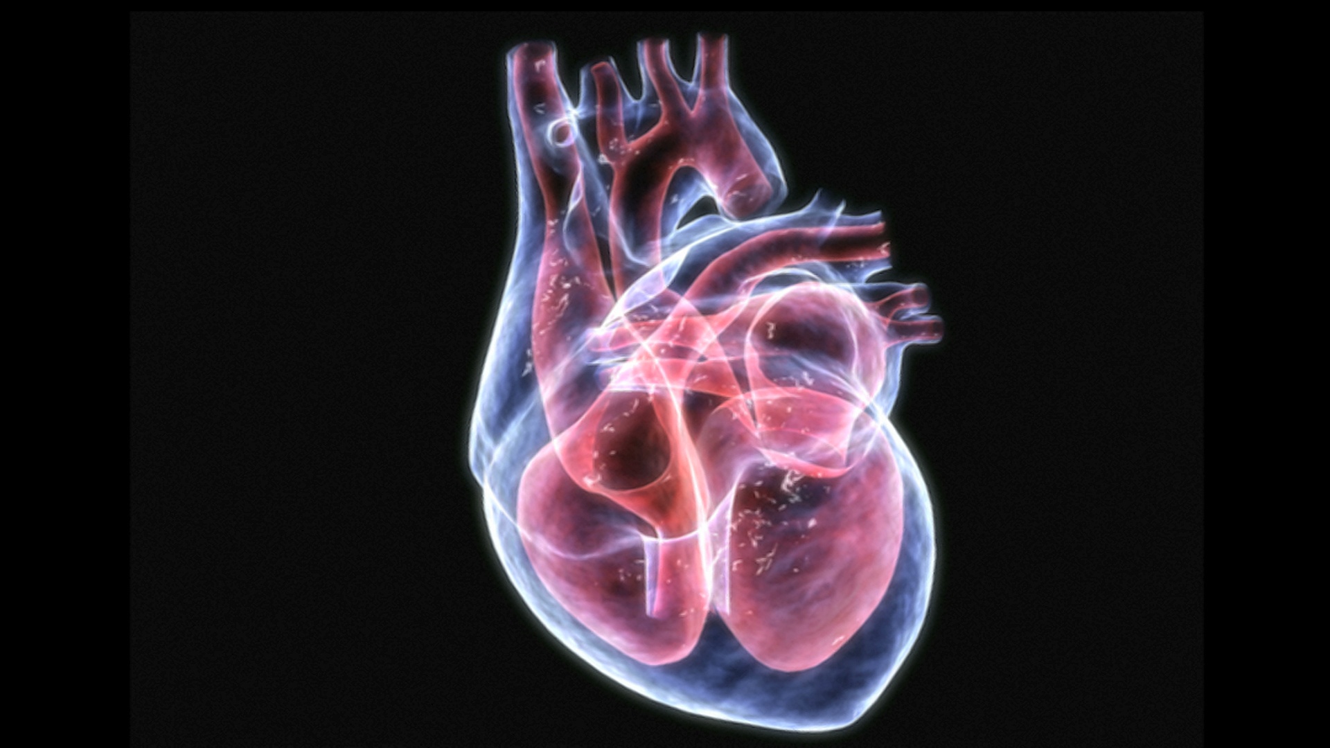 246.心脏的外形和血管 (后面观)-系统解剖学-医学