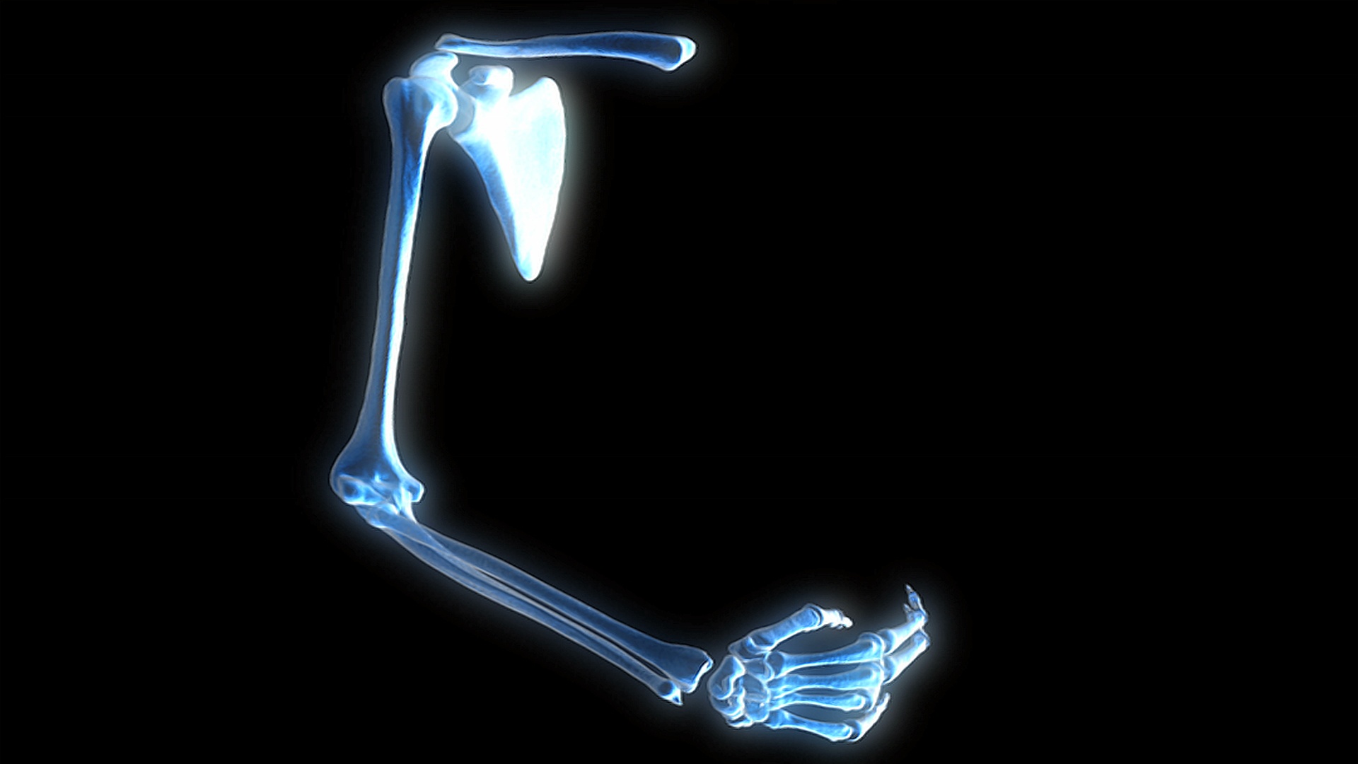 动画描绘的骨骼的x射线视图的手，上，下手臂和肩膀。当肘部和手腕弯曲时，模型会旋转。视频素材