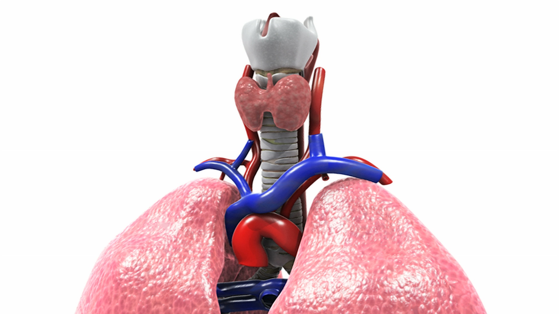 放大喉部和甲状腺这是一个逆时针旋转的呼吸系统。视频下载