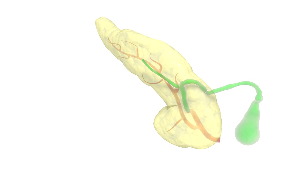 从左到右的透明胰腺，还可以看到胰管和胆囊，然后它们完全顺时针旋转。视频素材