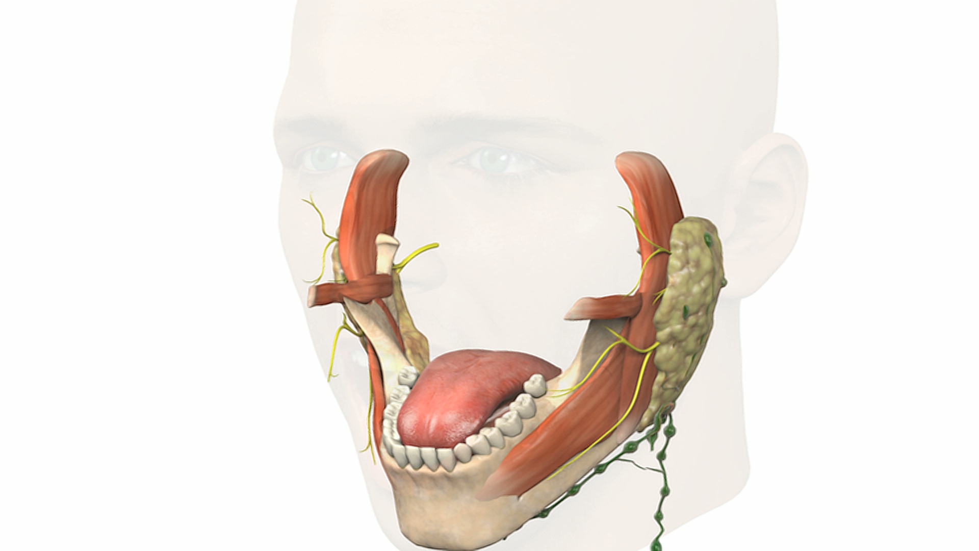 放大一张张着嘴的男性头部，慢慢地显露出下颚、舌头和唾液腺的内部解剖结构。视频素材