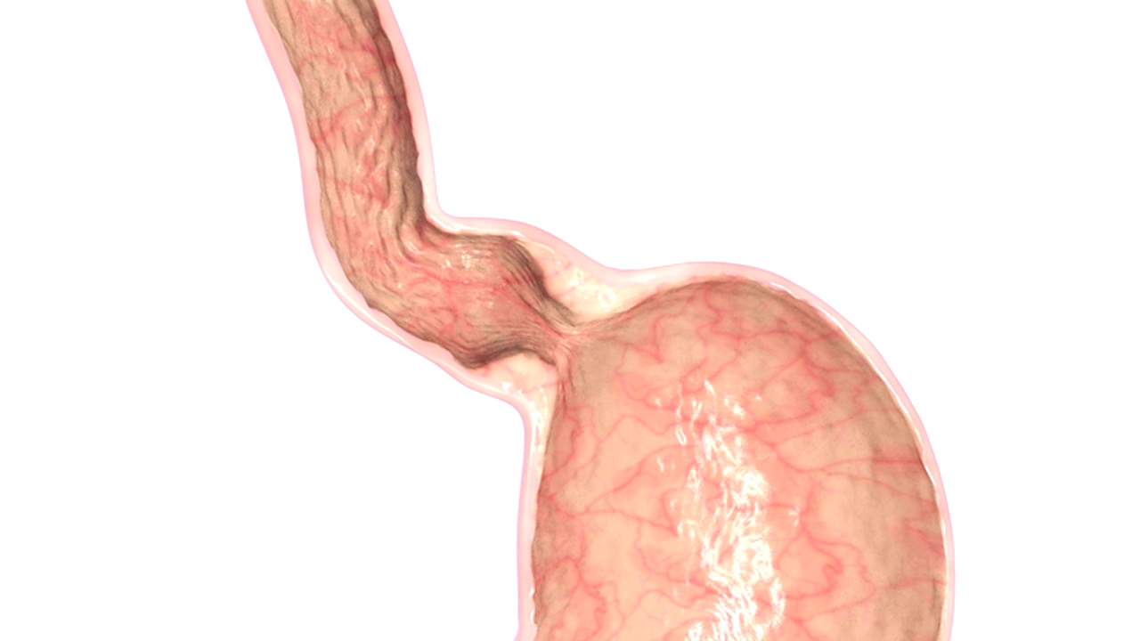 描绘胃、下食道括约肌和食道横切面的动画。视频素材