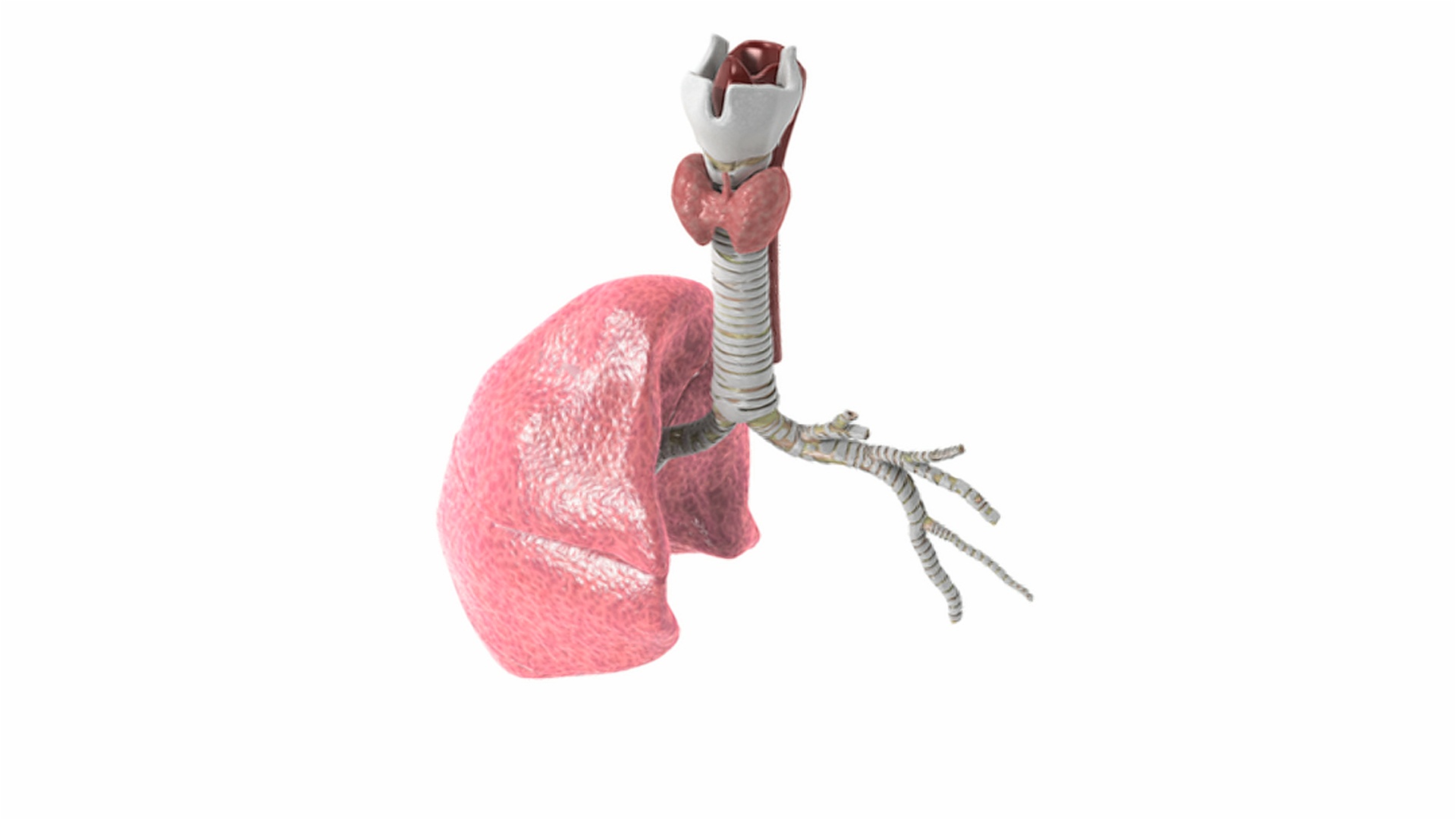 动画描绘呼吸系统与一个肺淡化显示内部支气管。视频素材