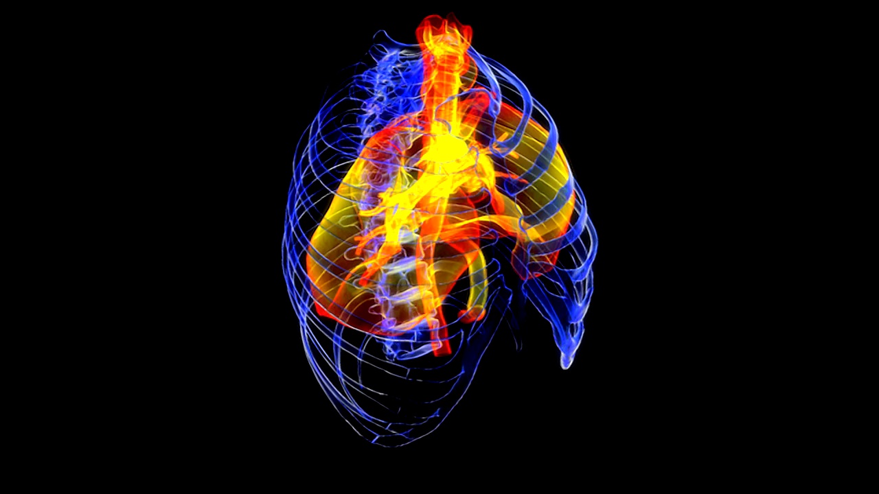 动画描绘胸腔内的肺和呼吸系统。动画中的所有元素都有一个程序化的x射线风格。视频下载