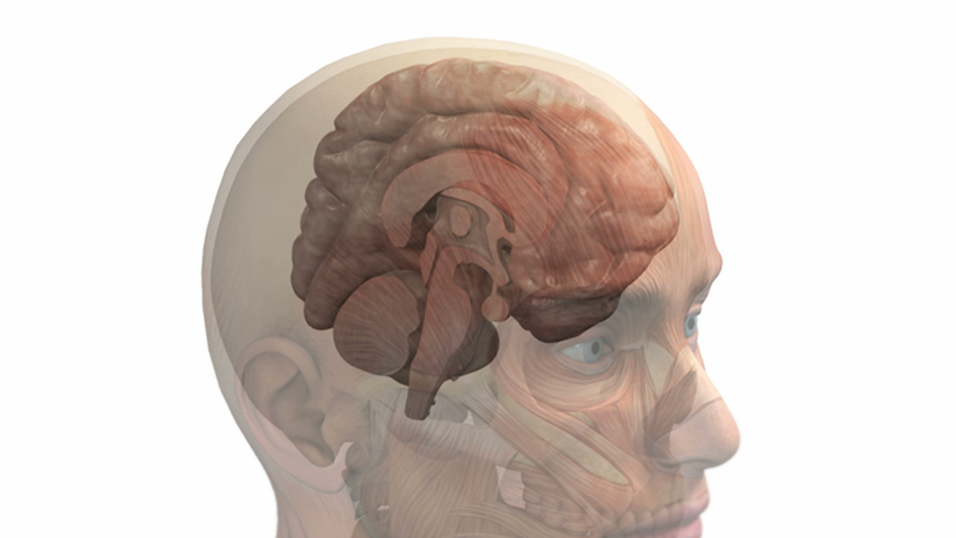 动画描绘的大脑内部的头骨和头部。当摄像机聚焦到大脑时，头部、头骨和大脑的一半逐渐减弱，留下大脑的矢状面。视频下载