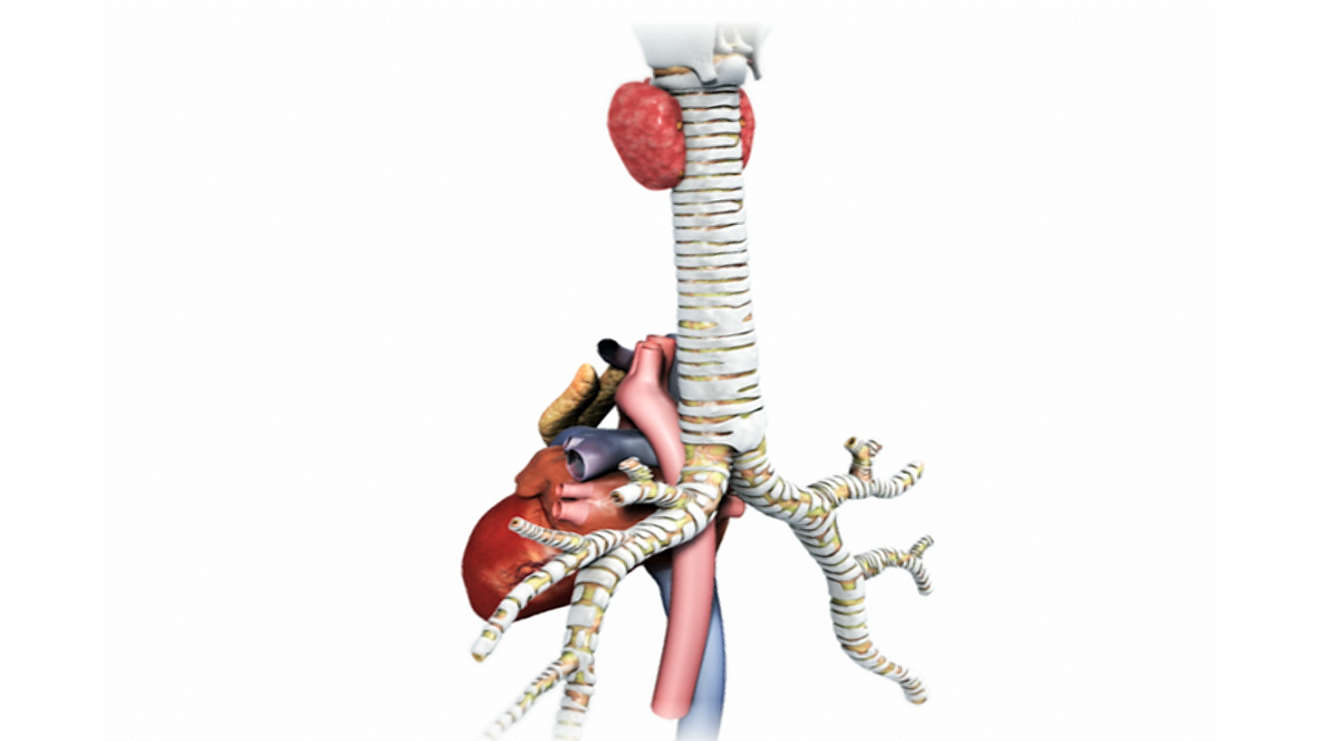 动画描绘360度旋转解剖心脏，胸腺和支气管。视频素材