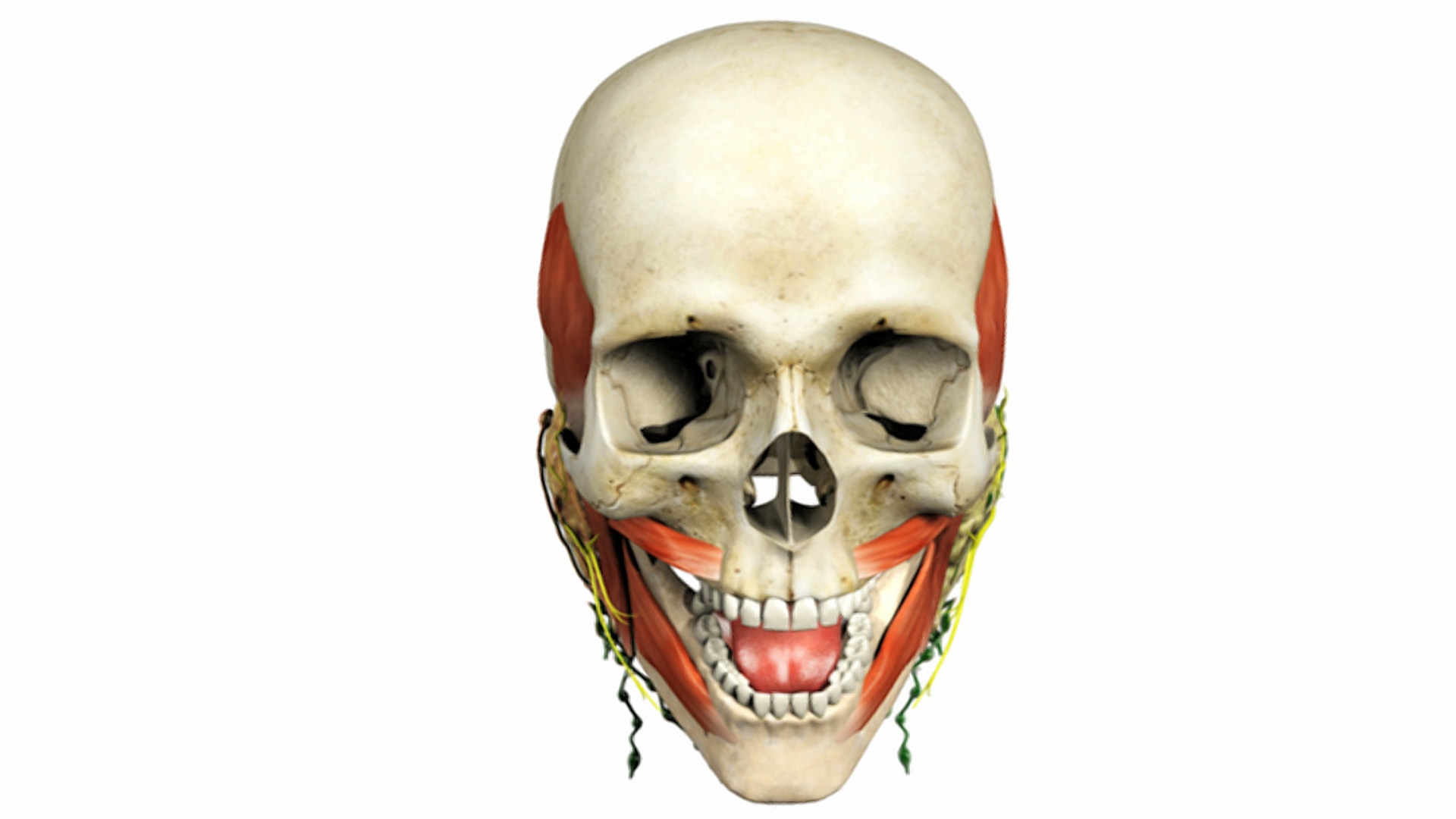 头骨从左到右有一些基本的肌肉组织和唾液腺。除了唾液腺外，所有的动画元素都逐渐消失。视频下载
