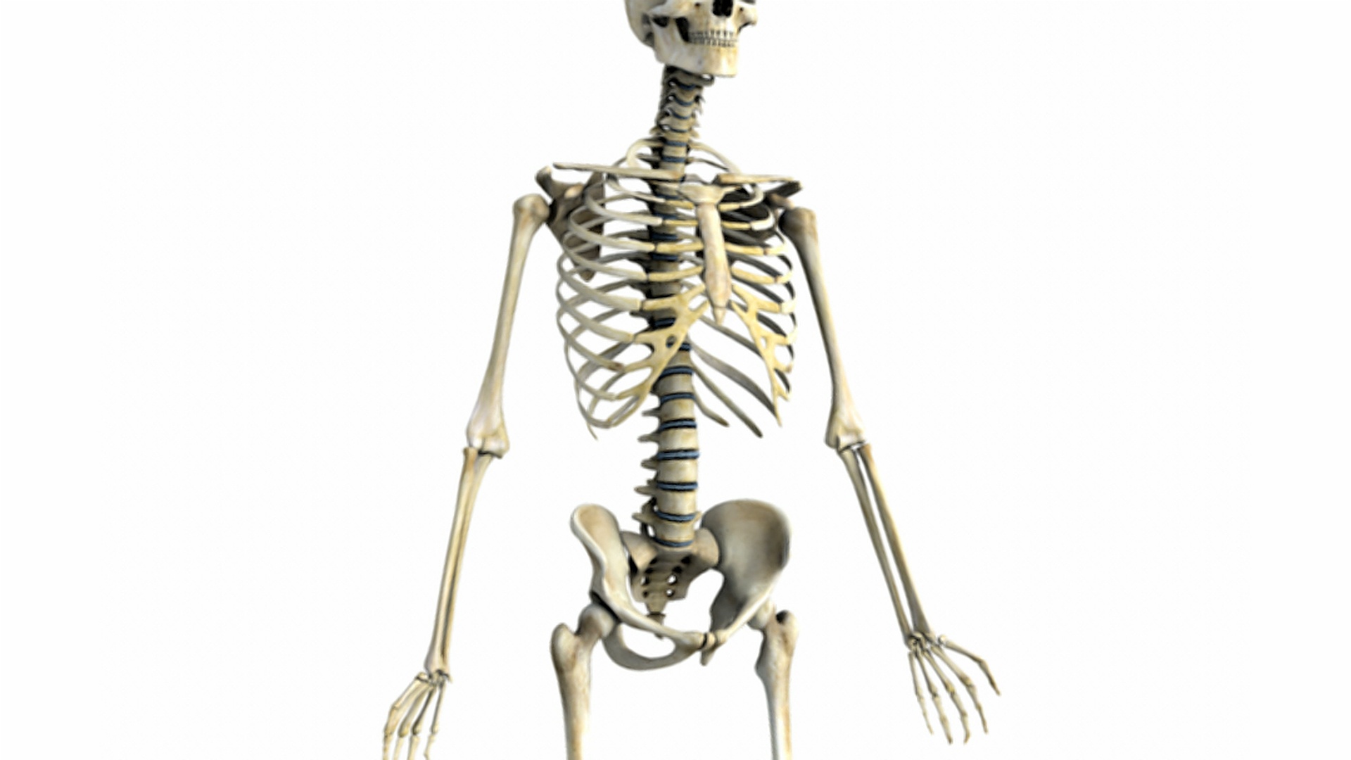 从左到右平移，然后放大骨骼到骨盆区域，然后从右到左平移。视频下载