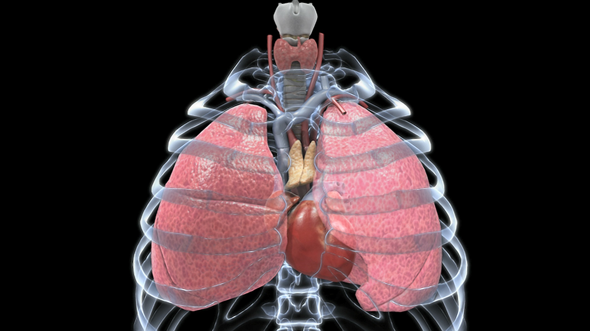 动画描绘半透明的肺运动与心脏在原地跳动。肋骨在x光片上也有表现。视频下载