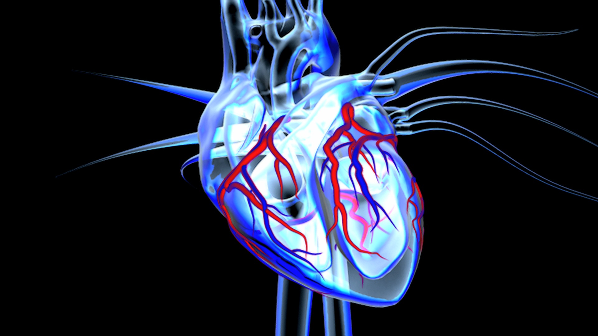 人的心脏图 库存例证. 插画 包括有 肌肉, 的闪烁, 医学, 图表, 心室, 静脉, 内部, 传记, 向量 - 68026351