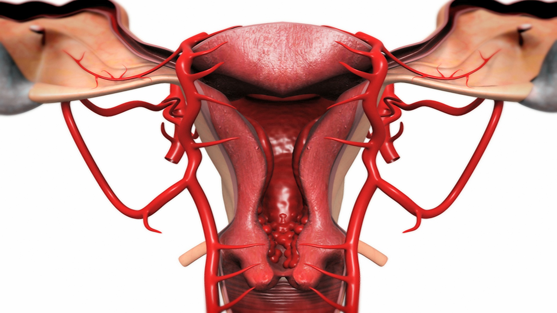 描绘女性器官正面剖面图的动画。摄像机从左向右摇摄，然后放大子宫。视频素材