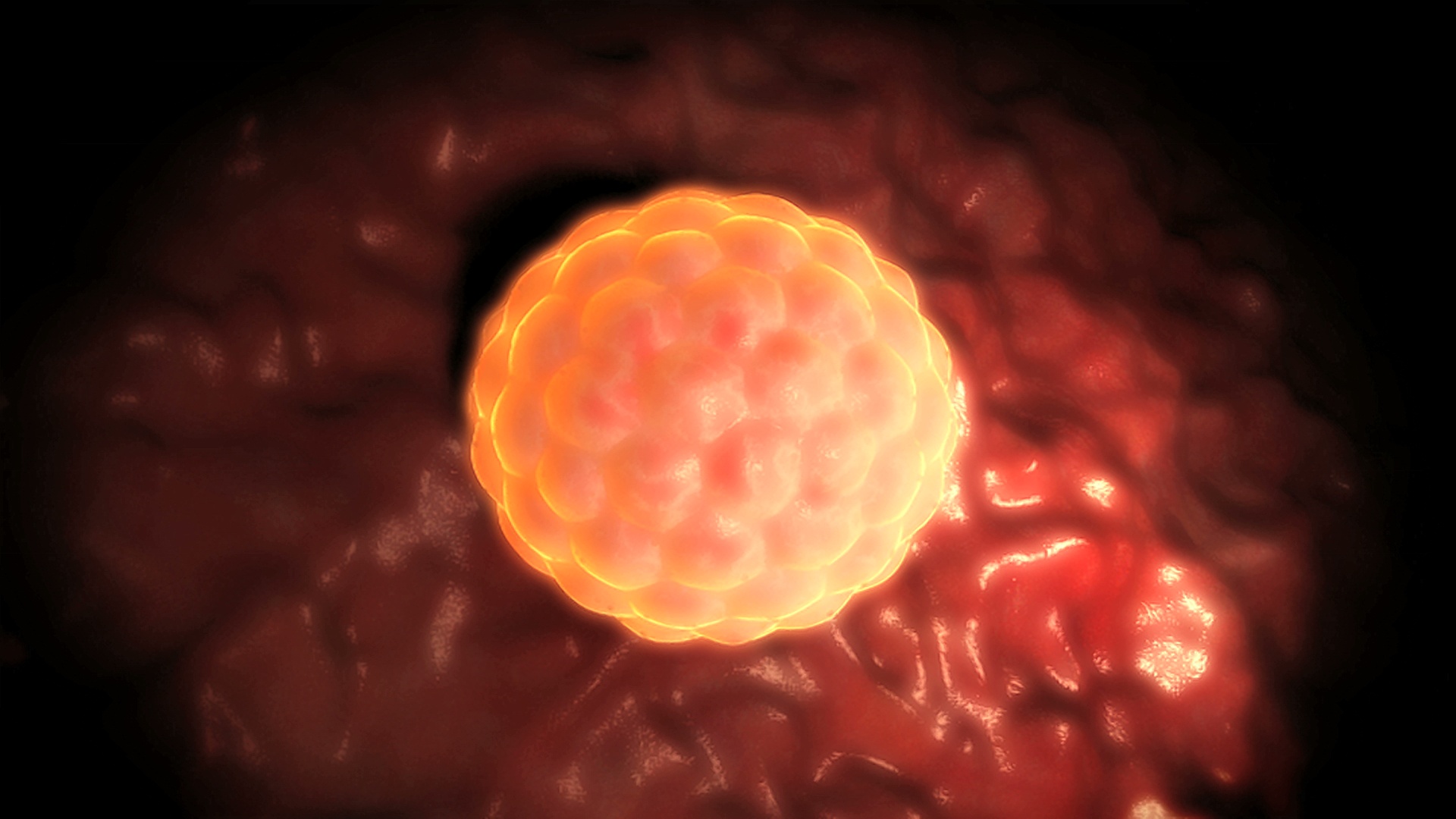 在子宫内膜壁上植入囊胚或受精卵的显微动画。视频下载
