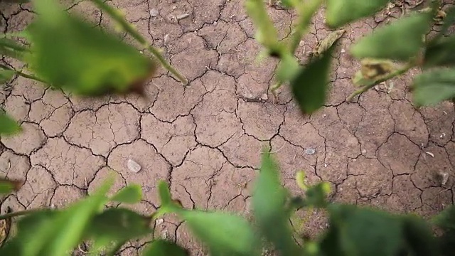 从干裂的土地上生长的植物视频素材