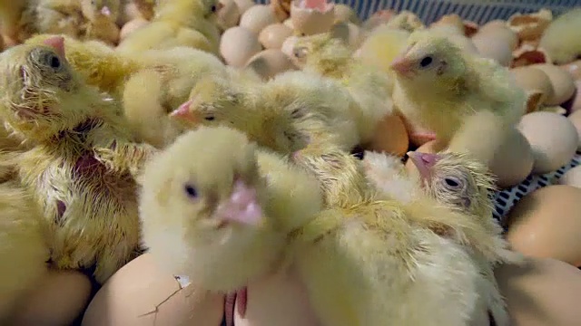 一群可爱的刚孵出的小鸡。4 k。视频素材