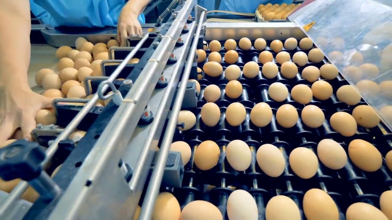 养鸡场的家禽工人在工厂的传送带上分拣鸡蛋。家禽养殖场工业生产线。视频下载