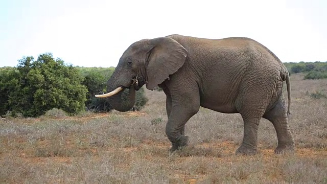 非洲公象穿过马路视频下载