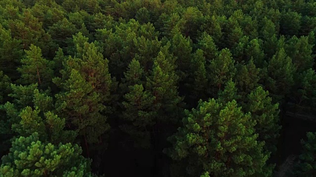 从日落的秋天森林鸟瞰视频素材
