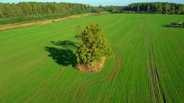 绿色田野上的一棵大树视频素材