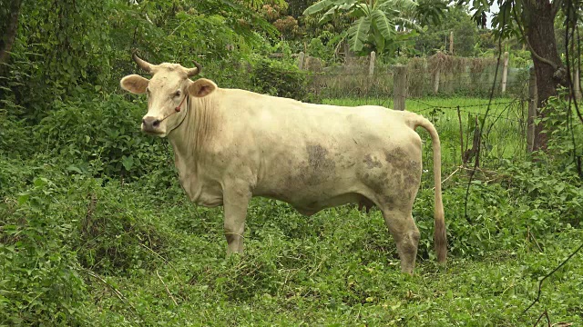大白奶牛拿着绳子站在田野里。视频素材