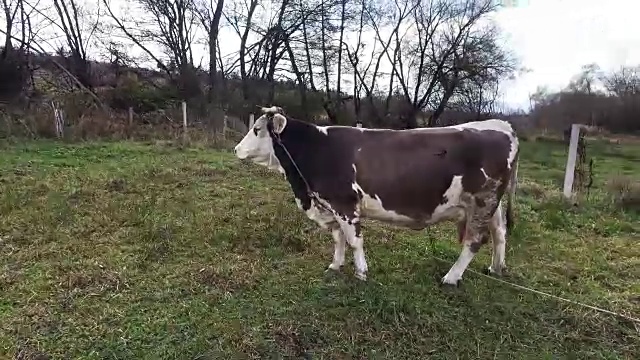 奶牛在夏天绿色的草地上视频素材