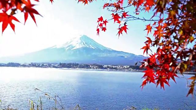 鹤在日本山梨河口湖的koyo秋天拍摄藤山视频素材