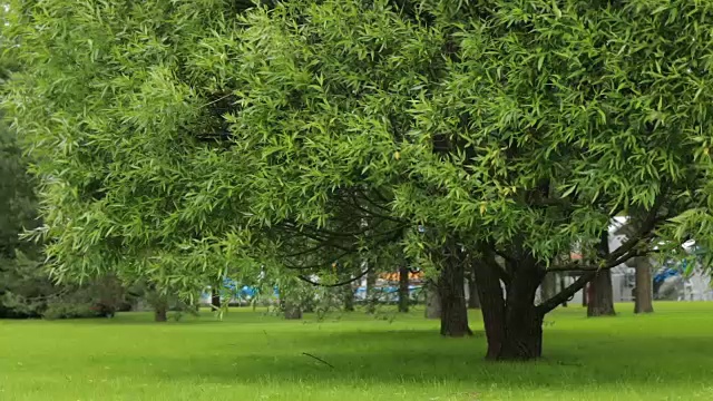 夏天城市公园里的树绿草视频下载