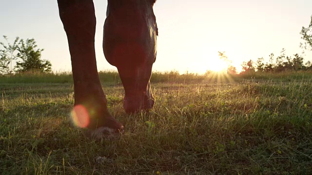 慢镜头:美丽的黑骏马在阳光灿烂的草地上放牧视频素材