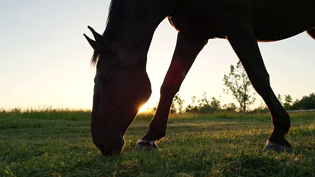 慢镜头:美丽的大黑种马在阳光灿烂的草地上吃草视频素材