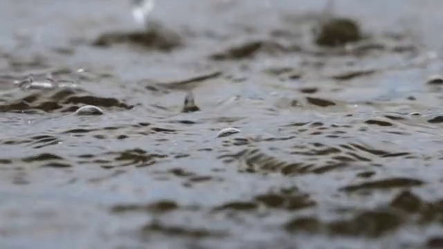 雨点落进一池水里的SLO MO视频素材