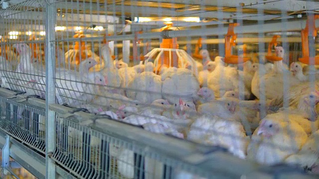 农场家禽饲养的鸡。家禽养殖。4 k。视频下载