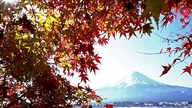 摄影:富士山在日本山梨县川口湖秋景视频素材