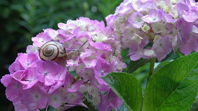 绣球花上的蜗牛视频素材